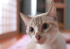 あれはニャンだ？