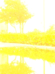 mizutamari