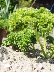 paserinoki