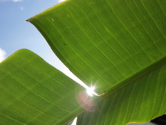sun