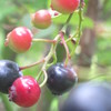 blueberry