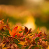 晩秋の紅葉