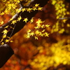 紅葉