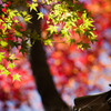 晩秋の紅葉