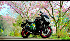 バイクのある風景 「桜忍者」