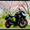 バイクのある風景 「桜忍者」