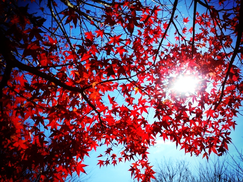 青空紅葉にスポットライト