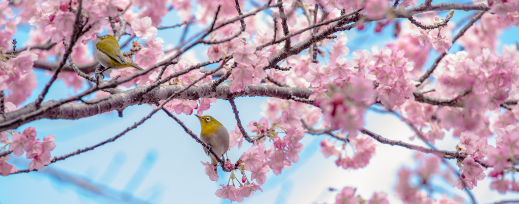 色鳥撮り