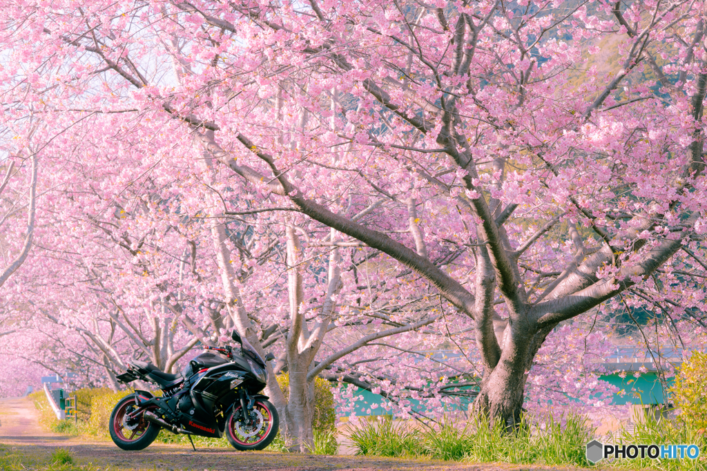 バイクのある風景「南伊豆浪漫」