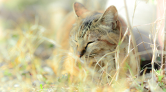 微睡み猫