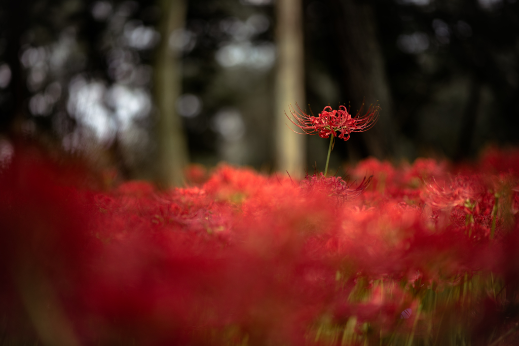 曼珠沙華