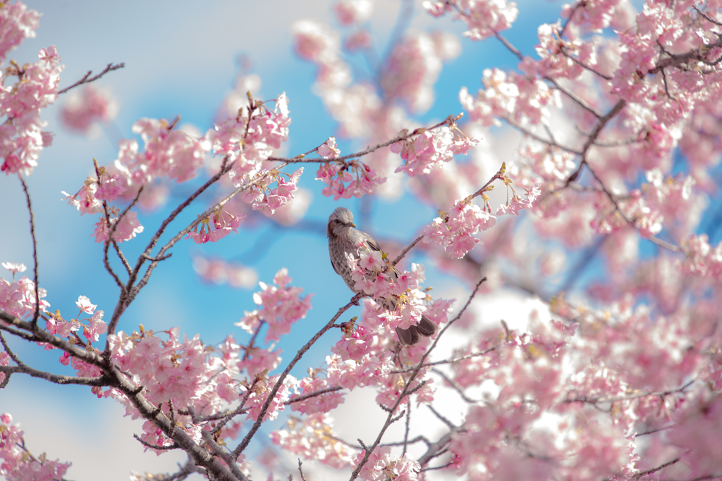 色鳥撮り