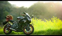 バイクのある風景 ｢ふわり菜の花｣