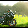 バイクのある風景 ｢ふわり菜の花｣