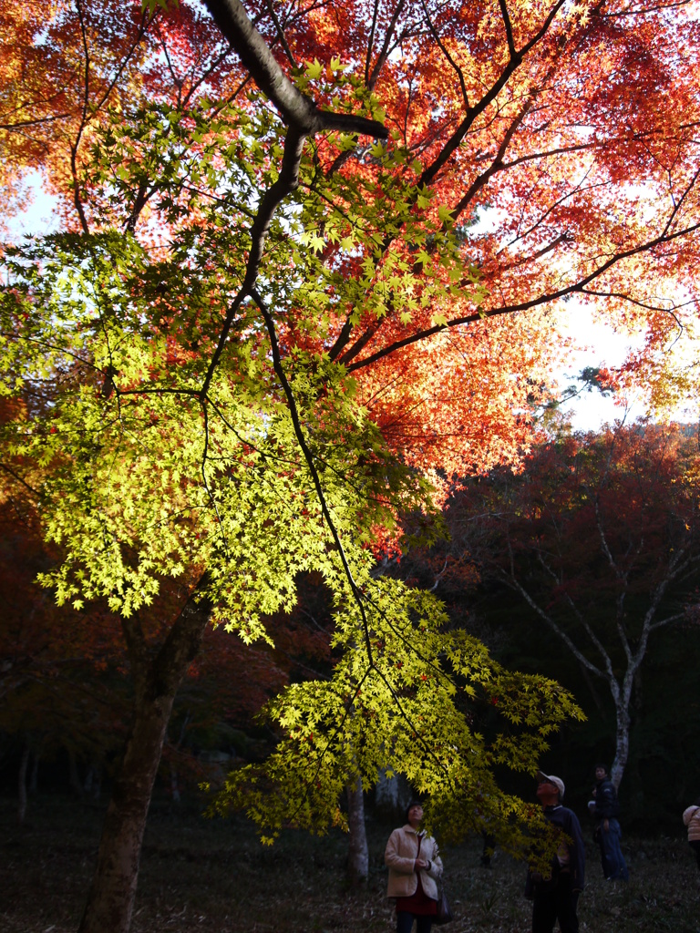 紅葉狩り