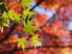 紅葉の始まり