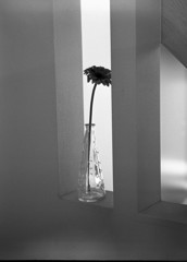 my home 3