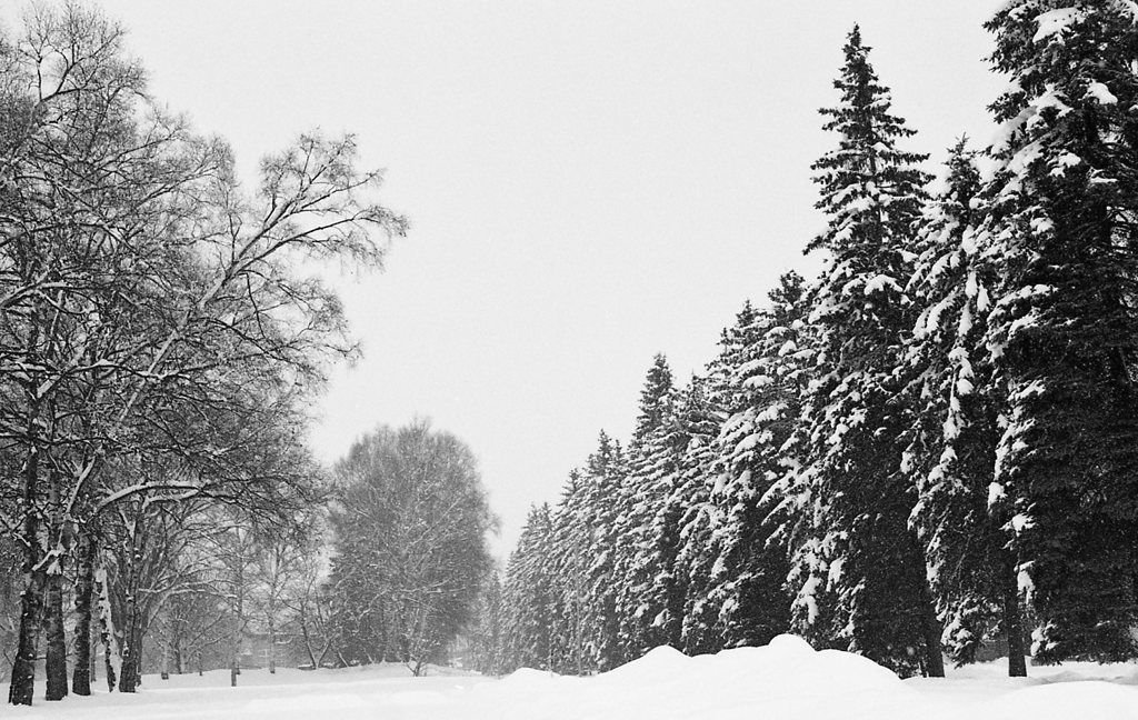 雪の緑が丘公園