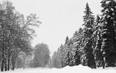 雪の緑が丘公園