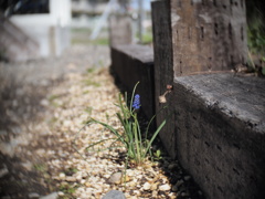 小さなお花