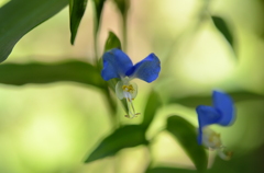 露草