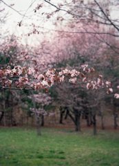 緑が丘公園さくら2