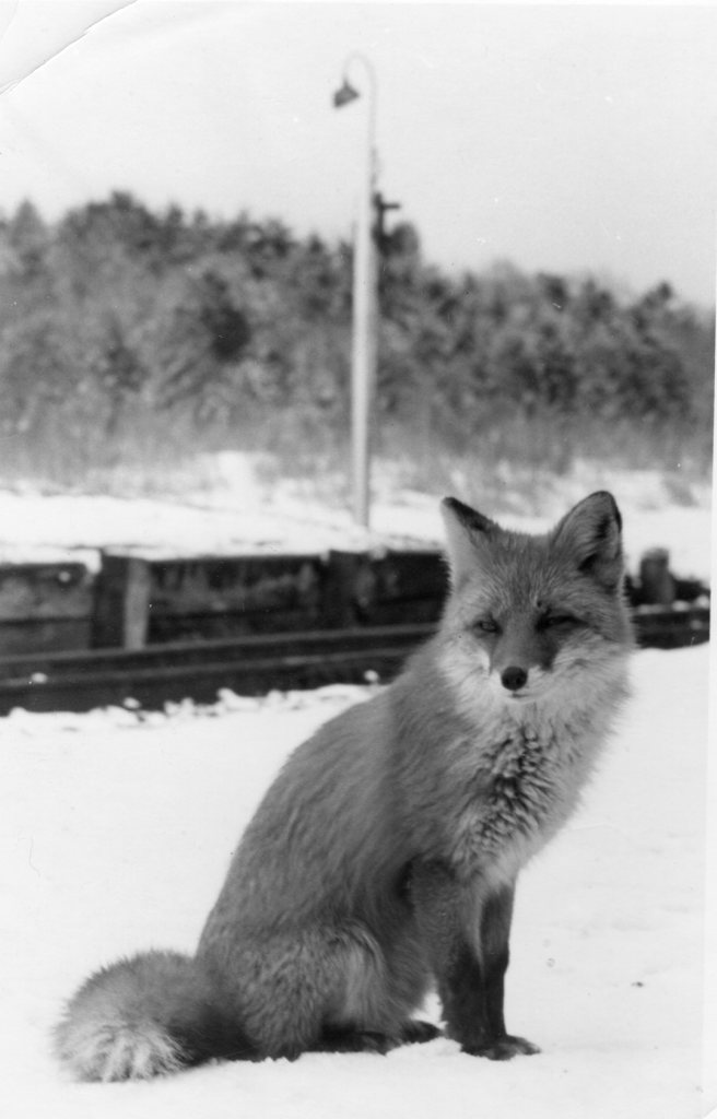 北キツネ　尾幌駅にて