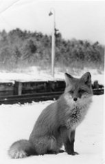 北キツネ　尾幌駅にて