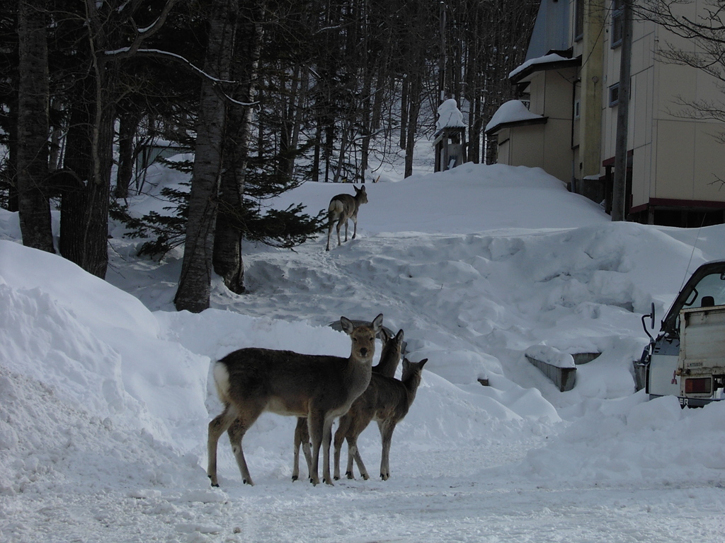 糠平温泉街に鹿が出た