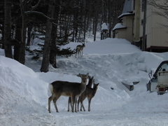 糠平温泉街に鹿が出た