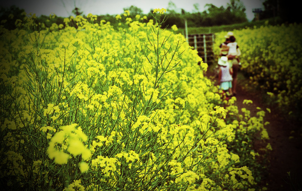 菜の花畑5