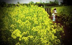 菜の花畑5