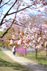名残桜の有る径