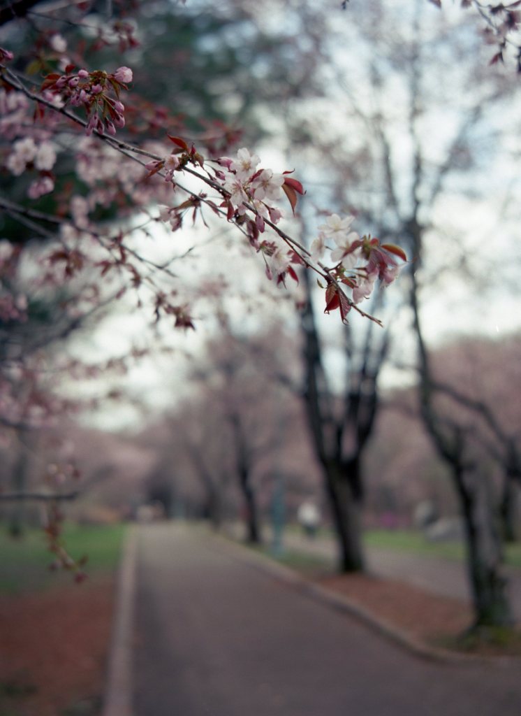 緑が丘公園さくら１