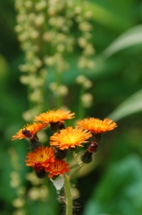 お花