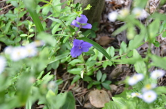 お花