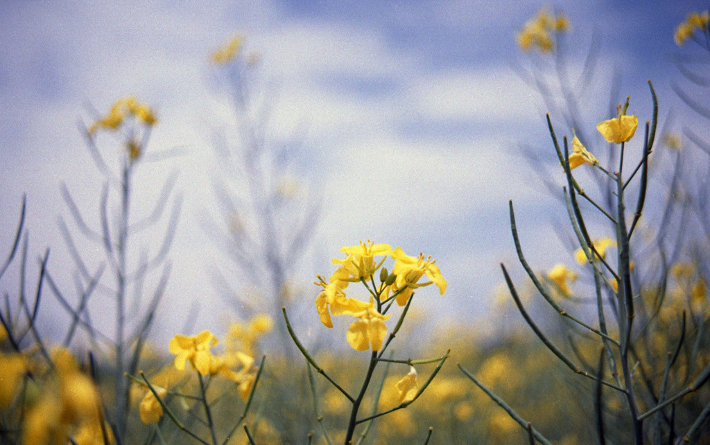 菜の花畑2