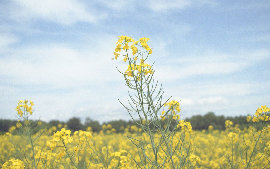 菜の花畑3