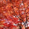 紅葉３