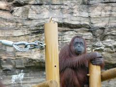 雨上がりのオラウータン