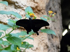 黒い蝶