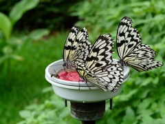 同じ方向を向いている蝶？！