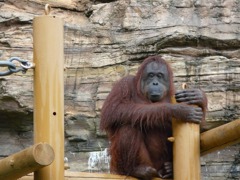 雨上がりのオラウータンその2