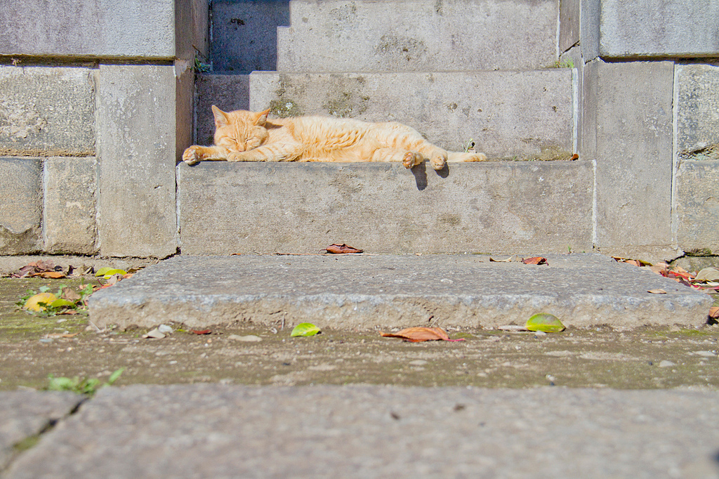 昼下がりは居眠り