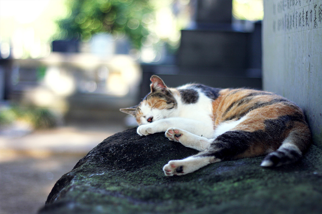 ZZZZZZZZZ　な　猫