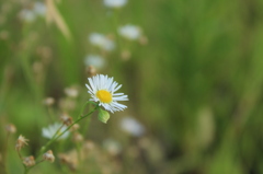 好きな花