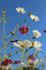 秋桜01