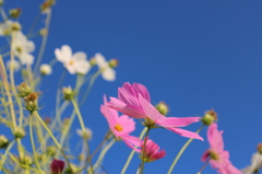 秋桜04