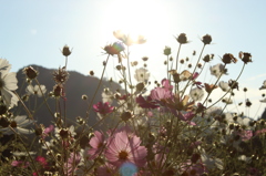秋桜05
