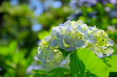 晴天の紫陽花